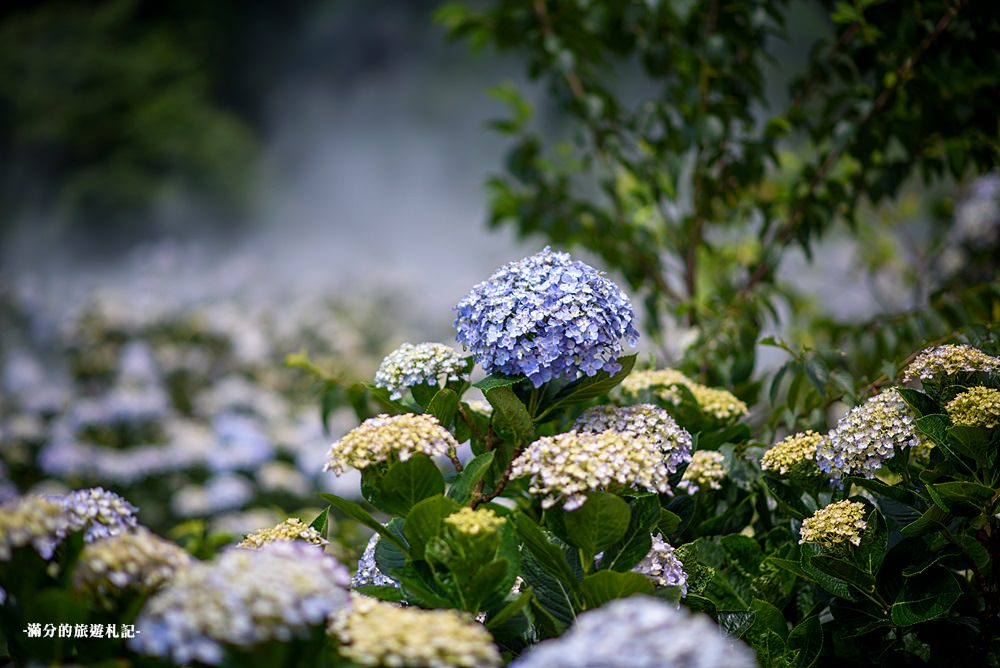 竹子湖花與樹繡球花田,絕美迷霧的紫陽花園~花團錦簇的山林仙境!