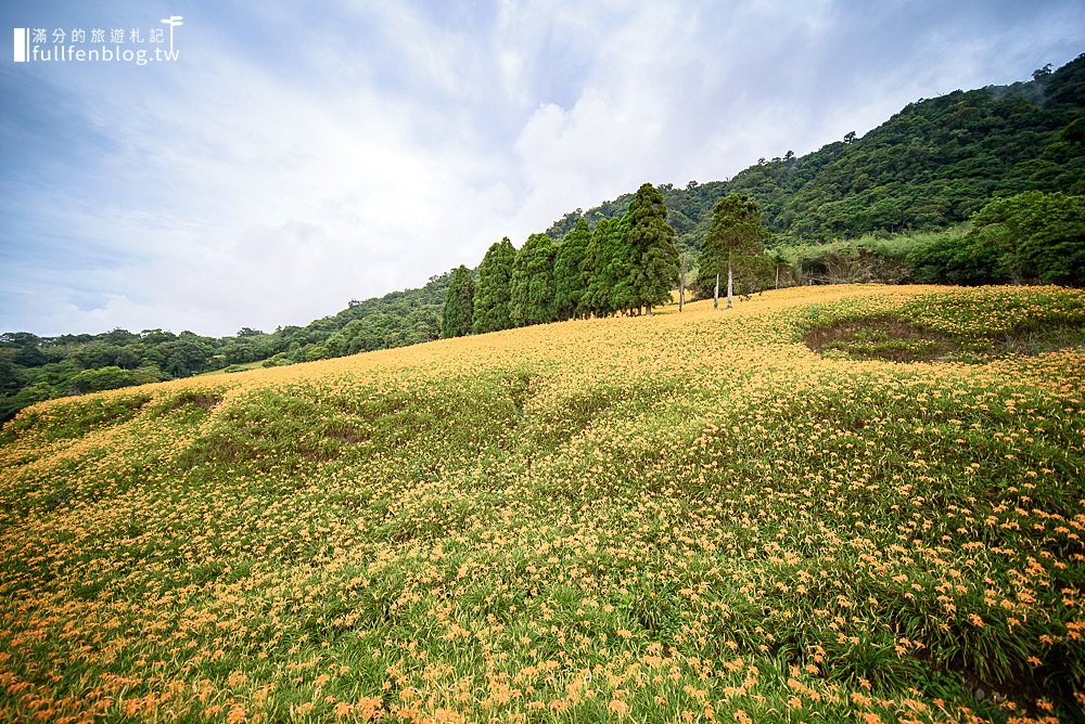 花蓮金針花|赤柯山小瑞士農場|赤柯山金針花|季節限定一日百合~年度最美黃金花毯節!