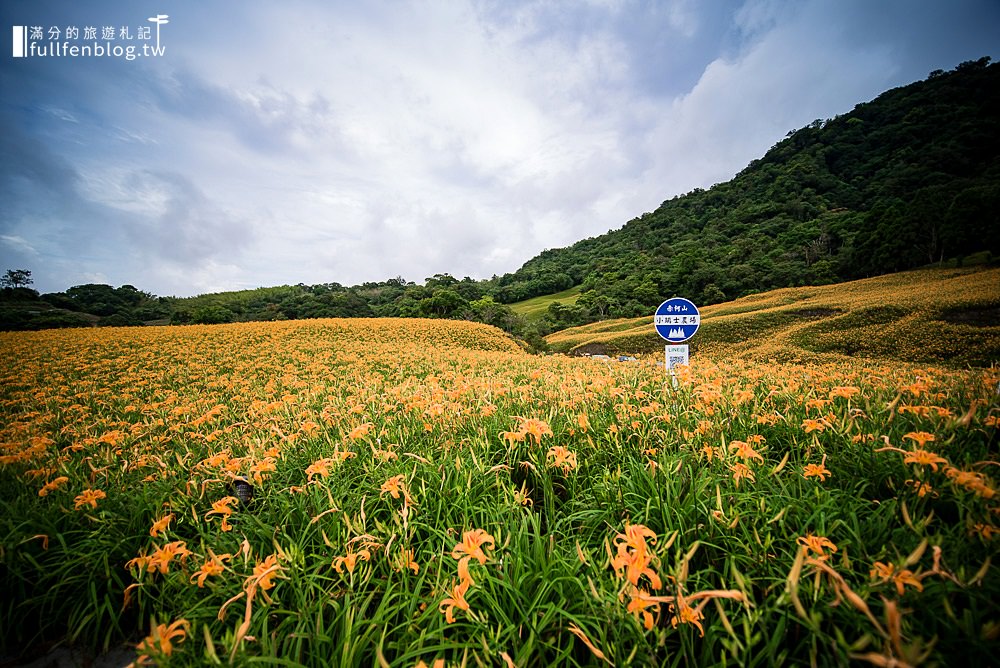 花蓮金針花|赤柯山小瑞士農場|赤柯山金針花|季節限定一日百合~年度最美黃金花毯節!