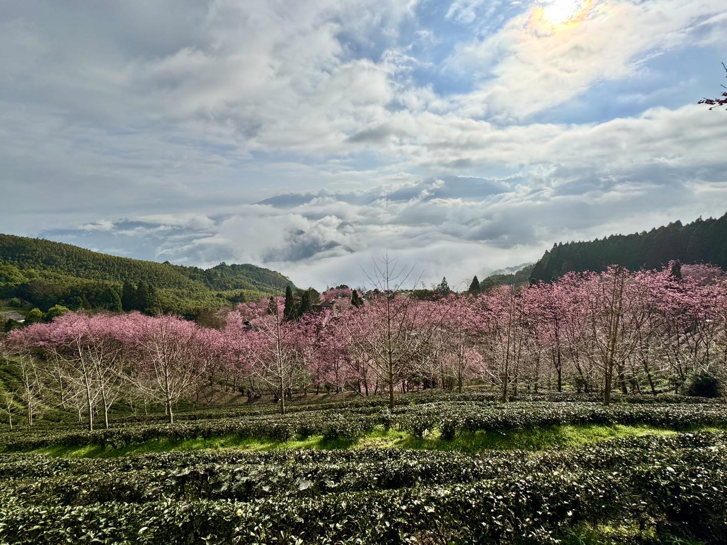 新竹五峰景點【山上人家】2026賞櫻秘境最新花況.雲海勝境.景觀餐廳.夢幻茶田.下午茶,海拔1200公尺的忘憂森林!