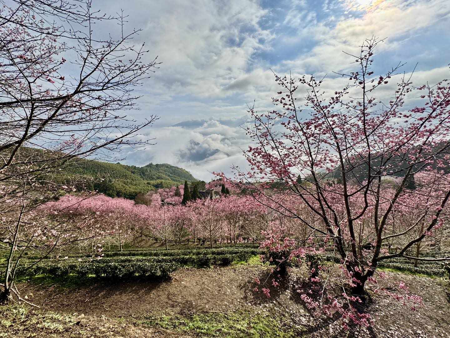 新竹五峰景點【山上人家】2026賞櫻秘境最新花況.雲海勝境.景觀餐廳.夢幻茶田.下午茶,海拔1200公尺的忘憂森林!