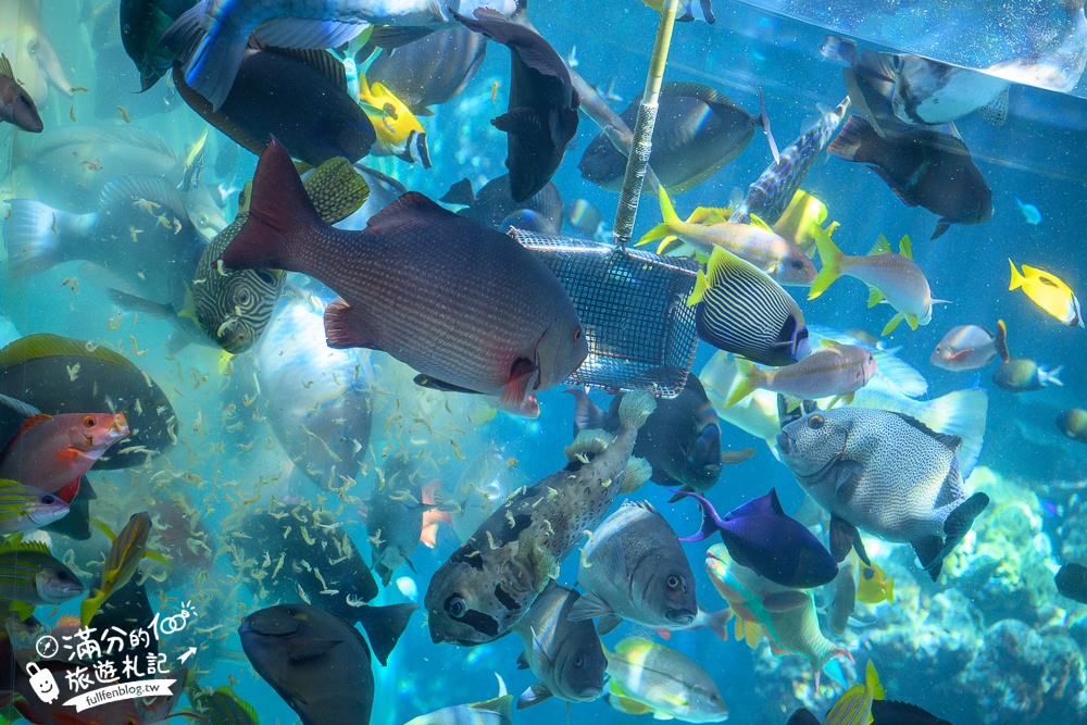 【2026沖繩美麗海水族館】最新門票資訊.交通方式.人氣海景自助餐廳.海豚秀＆餵食秀總整理,沖繩黑潮之海大水槽全攻略！