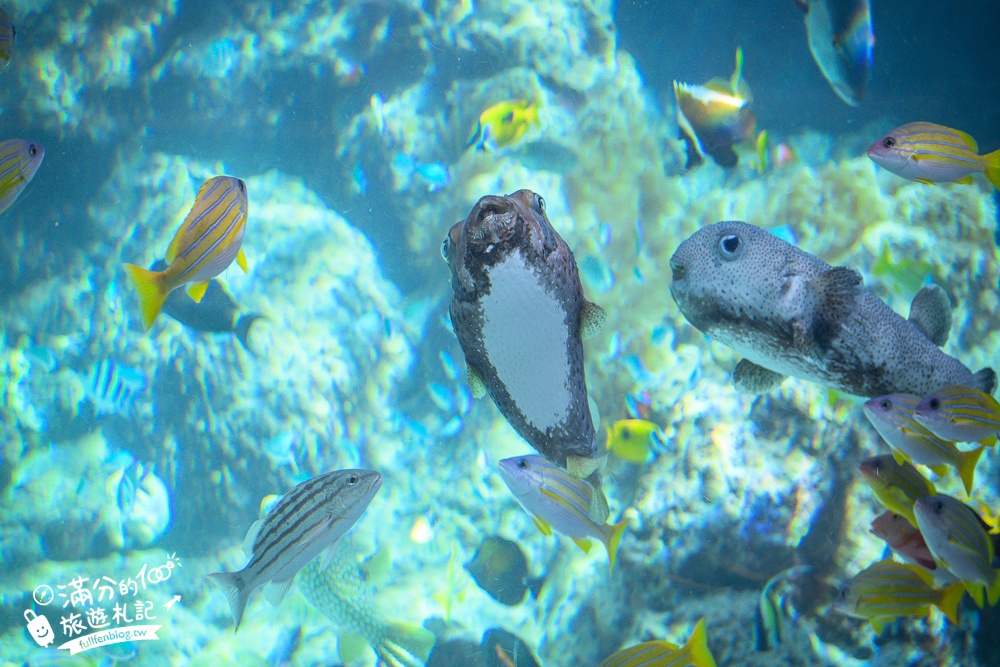 【2026沖繩美麗海水族館】最新門票資訊.交通方式.人氣海景自助餐廳.海豚秀＆餵食秀總整理,沖繩黑潮之海大水槽全攻略！