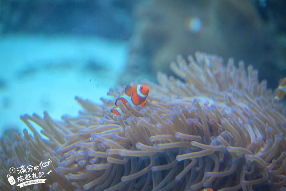【2026沖繩美麗海水族館】最新門票資訊.交通方式.人氣海景自助餐廳.海豚秀＆餵食秀總整理,沖繩黑潮之海大水槽全攻略！