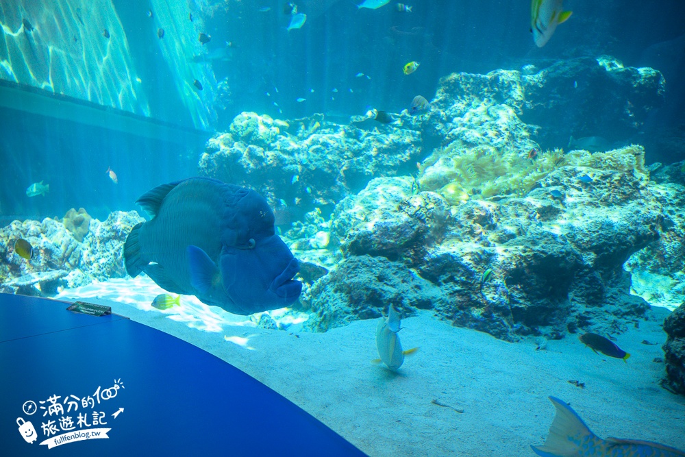 【2026沖繩美麗海水族館】最新門票資訊.交通方式.人氣海景自助餐廳.海豚秀＆餵食秀總整理,沖繩黑潮之海大水槽全攻略！