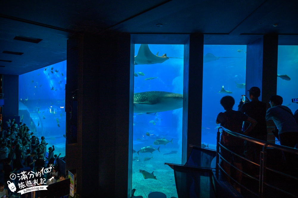 【2026沖繩美麗海水族館】最新門票資訊.交通方式.人氣海景自助餐廳.海豚秀＆餵食秀總整理,沖繩黑潮之海大水槽全攻略！