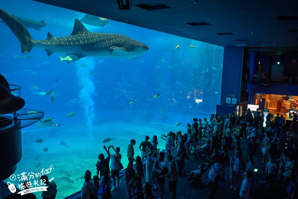 【2026沖繩美麗海水族館】最新門票資訊.交通方式.人氣海景自助餐廳.海豚秀＆餵食秀總整理,沖繩黑潮之海大水槽全攻略！
