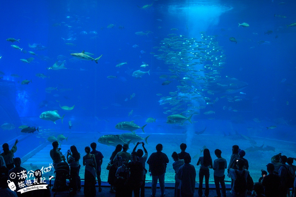 【2026沖繩美麗海水族館】最新門票資訊.交通方式.人氣海景自助餐廳.海豚秀＆餵食秀總整理,沖繩黑潮之海大水槽全攻略！