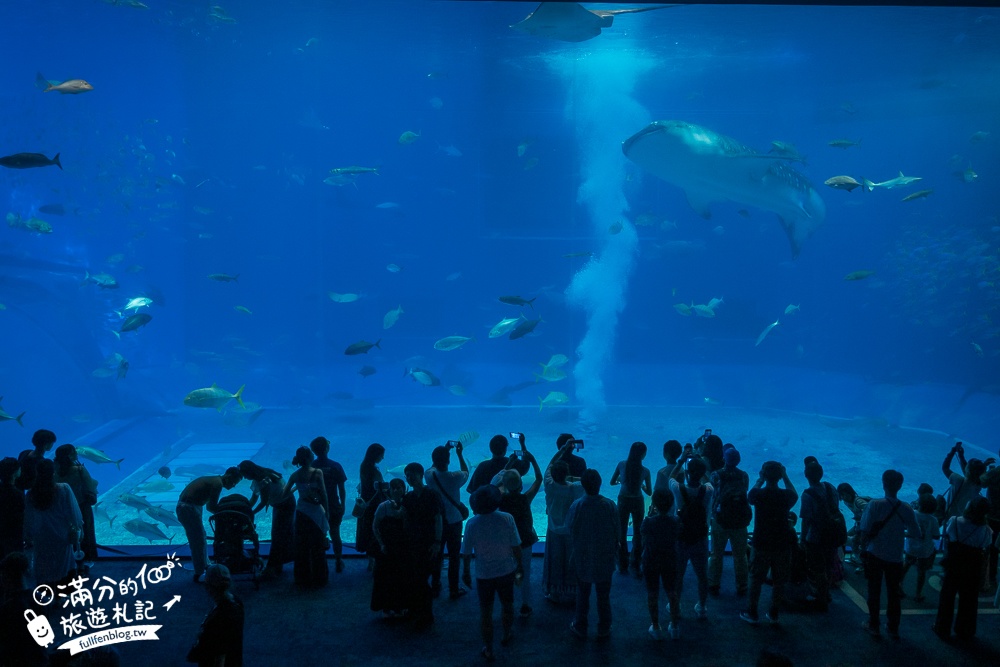 【2026沖繩美麗海水族館】最新門票資訊.交通方式.人氣海景自助餐廳.海豚秀＆餵食秀總整理,沖繩黑潮之海大水槽全攻略！
