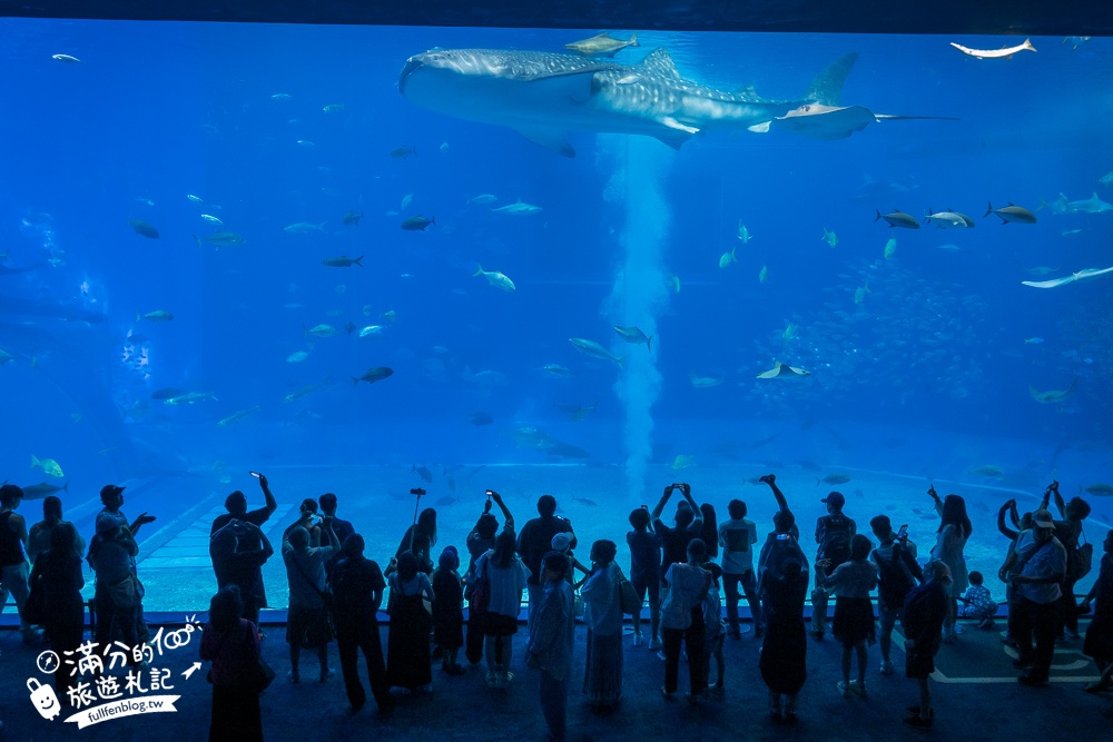 【2026沖繩美麗海水族館】最新門票資訊.交通方式.人氣海景自助餐廳.海豚秀＆餵食秀總整理,沖繩黑潮之海大水槽全攻略！
