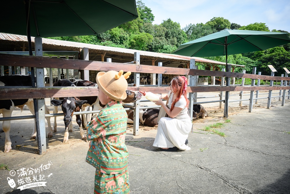 彰化【大山牧場】花壇免門票親子景點,必吃牛奶鍋&鮮奶麻糬,體驗餵牛喝奶.擠牛奶趣味十足!
