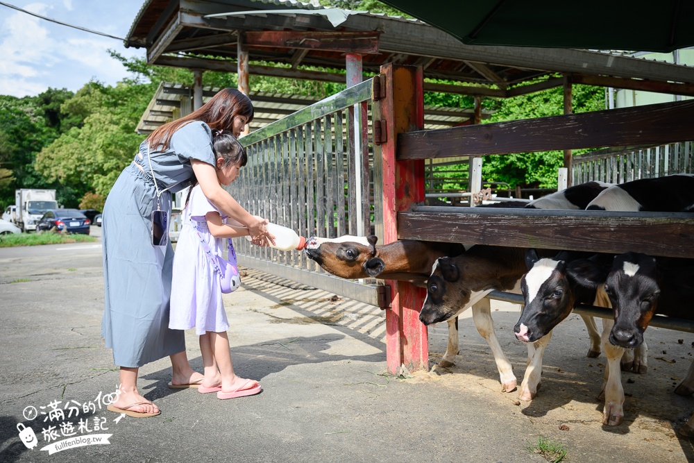 彰化【大山牧場】花壇免門票親子景點,必吃牛奶鍋&鮮奶麻糬,體驗餵牛喝奶.擠牛奶趣味十足!