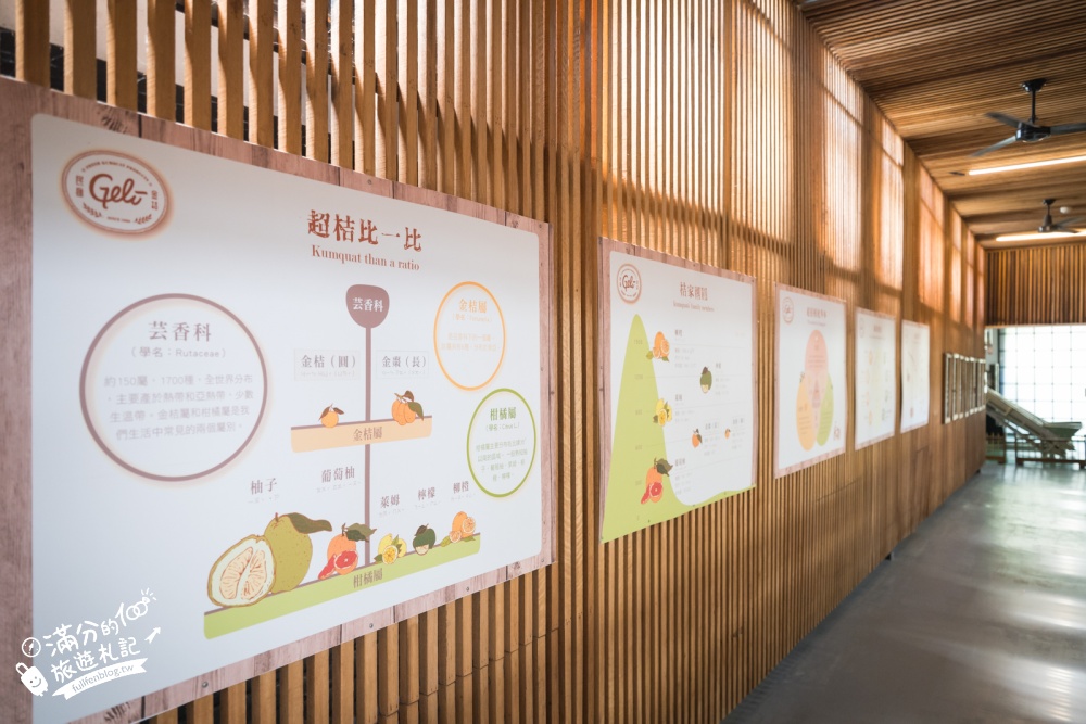 嘉義【金桔觀光工廠】民雄免門票親子景點！金桔DIY、樹屋溜滑梯、挑戰超桔迷宮～童趣十足的果園主題園區!
