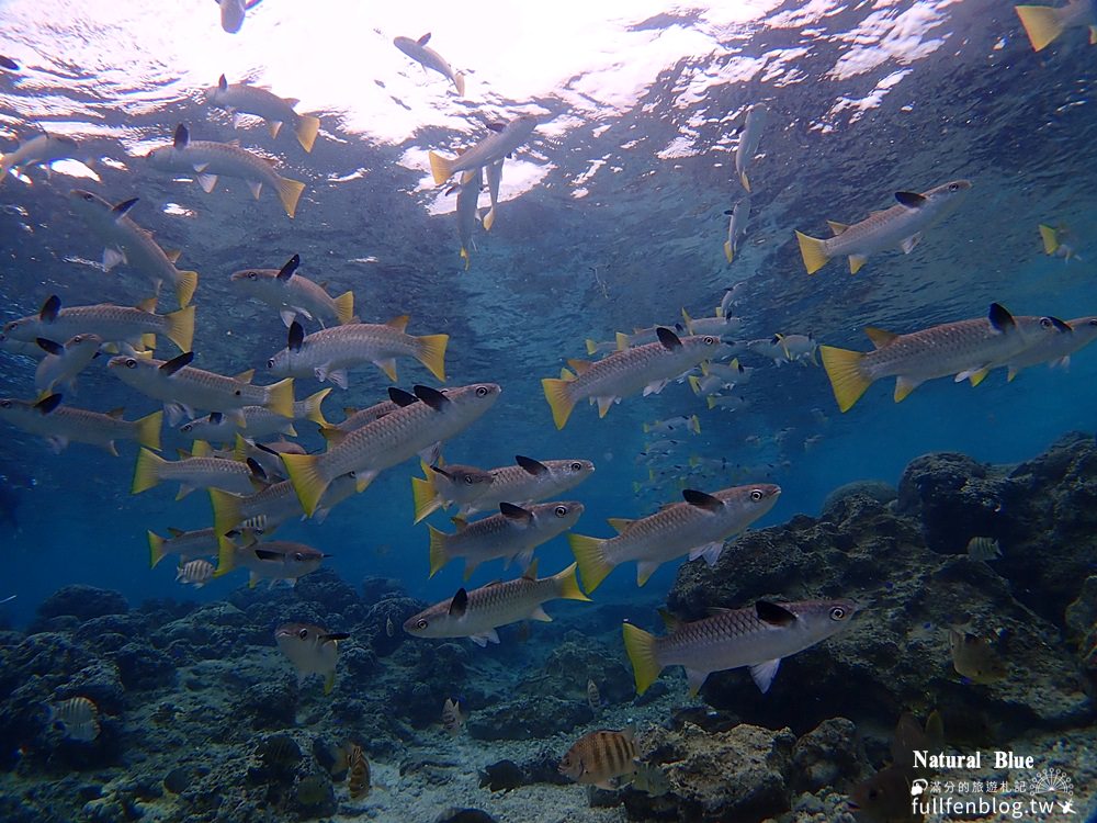 沖繩潛水推薦|Natural Blue自然之藍|沖繩潛水體驗評價|看見青之洞窟最美海底世界~跟著魚群悠游拍美照!