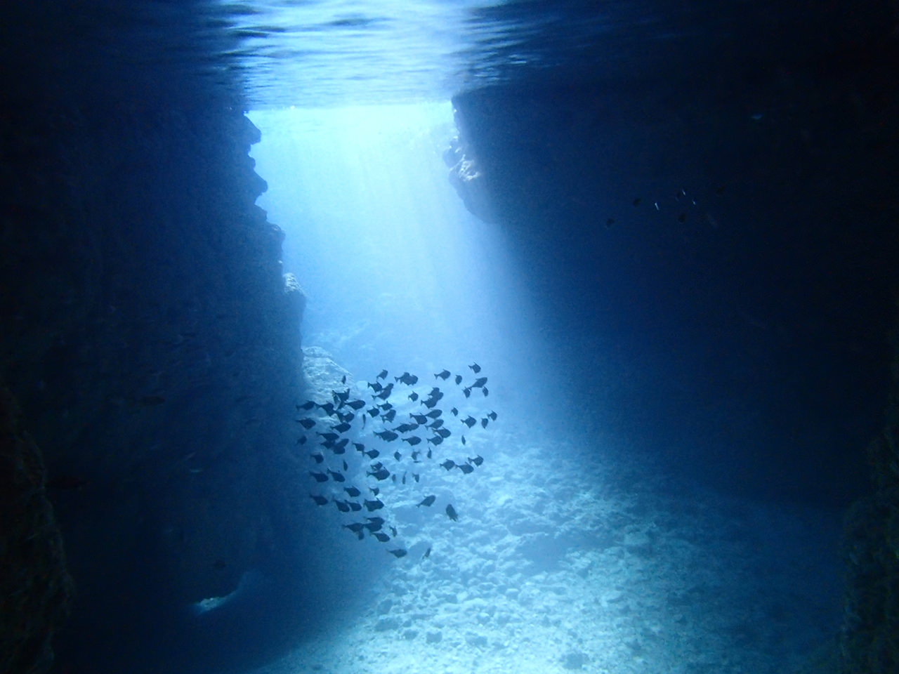 沖繩潛水推薦|Natural Blue自然之藍|沖繩潛水體驗評價|看見青之洞窟最美海底世界~跟著魚群悠游拍美照!