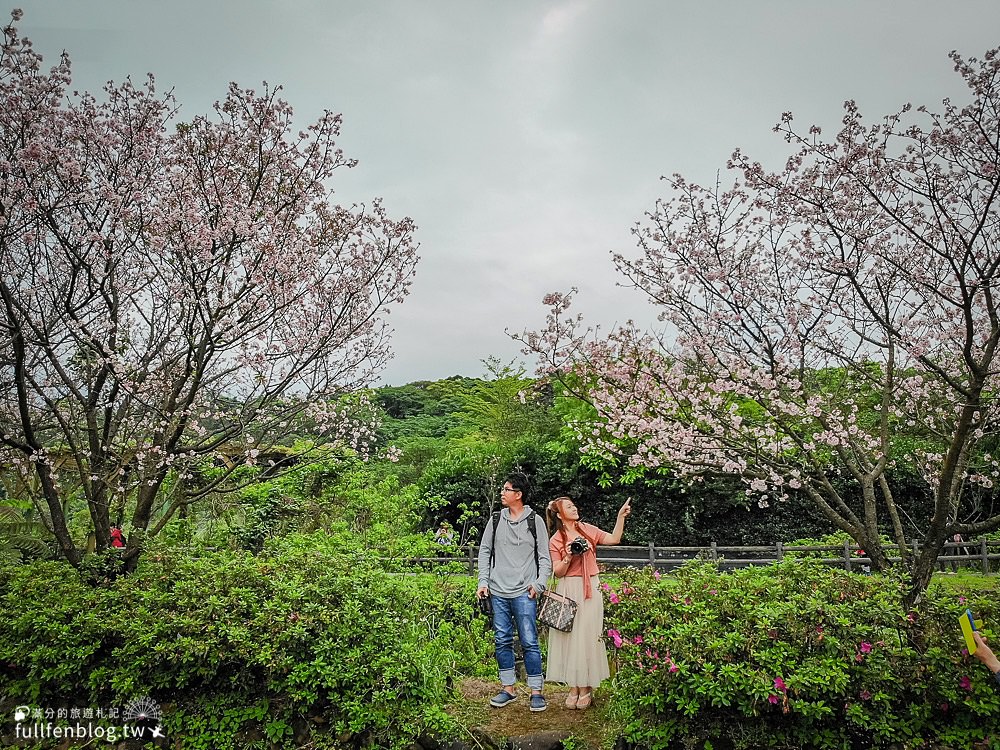 新北櫻花景點|三芝三生步道櫻花季|三生櫻花步道交通方式|吉野櫻綻放中~漫步櫻花樹下好浪漫!