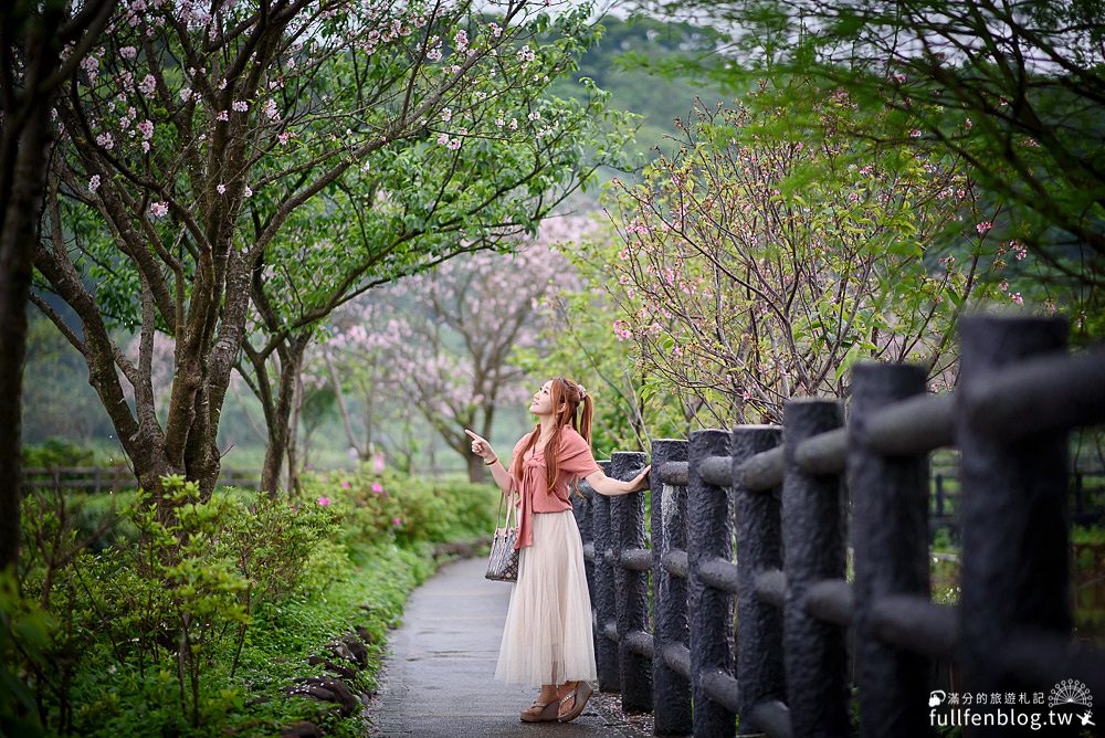 新北櫻花景點|三芝三生步道櫻花季|三生櫻花步道交通方式|吉野櫻綻放中~漫步櫻花樹下好浪漫!