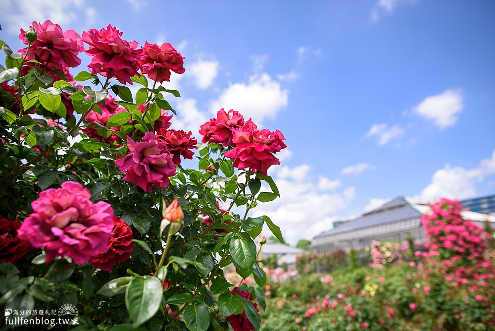東京千葉縣景點|京成玫瑰園|交通資訊|戀人聖地.玫瑰花殿堂~日本最美玫瑰園！