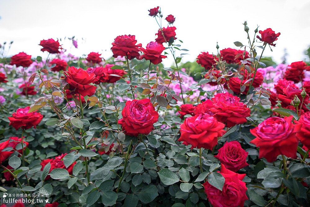 東京千葉縣景點|京成玫瑰園|交通資訊|戀人聖地.玫瑰花殿堂~日本最美玫瑰園！