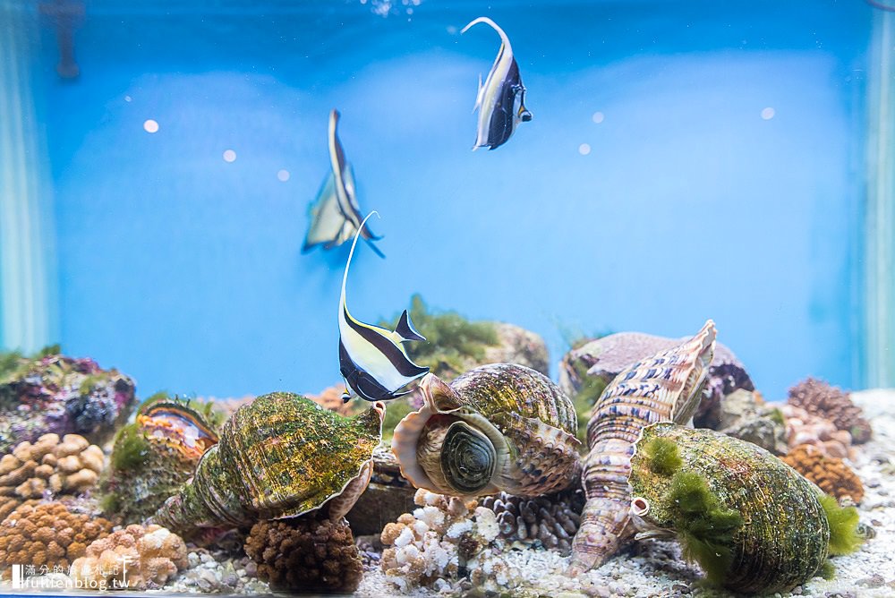 小琉球景點|小琉球海洋館|親子景點.導覽解說|必拍3D立體彩繪~跟著海龜海底世界探索趣！
