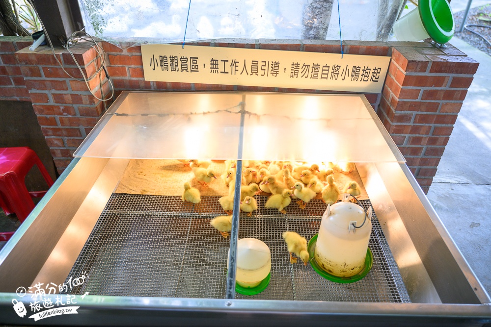 宜蘭【謝記休閒農場-鴨寮故事館】近距離餵鴨.還能抱抱黃色小鴨超有趣.走進鴨寮抓蛋作鹹蛋好特別!