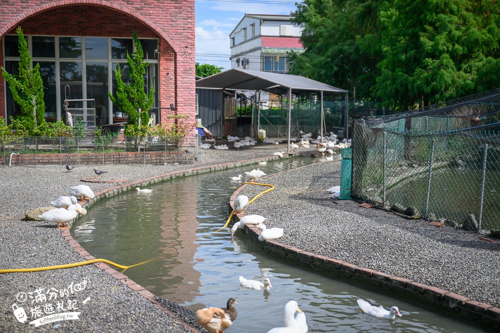 宜蘭【謝記休閒農場-鴨寮故事館】近距離餵鴨.還能抱抱黃色小鴨超有趣.走進鴨寮抓蛋作鹹蛋好特別!