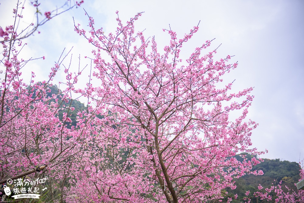 新北櫻花景點|三峽大熊櫻花林|交通方式|900棵三色櫻爆炸滿開~絕美粉紅佳人!
