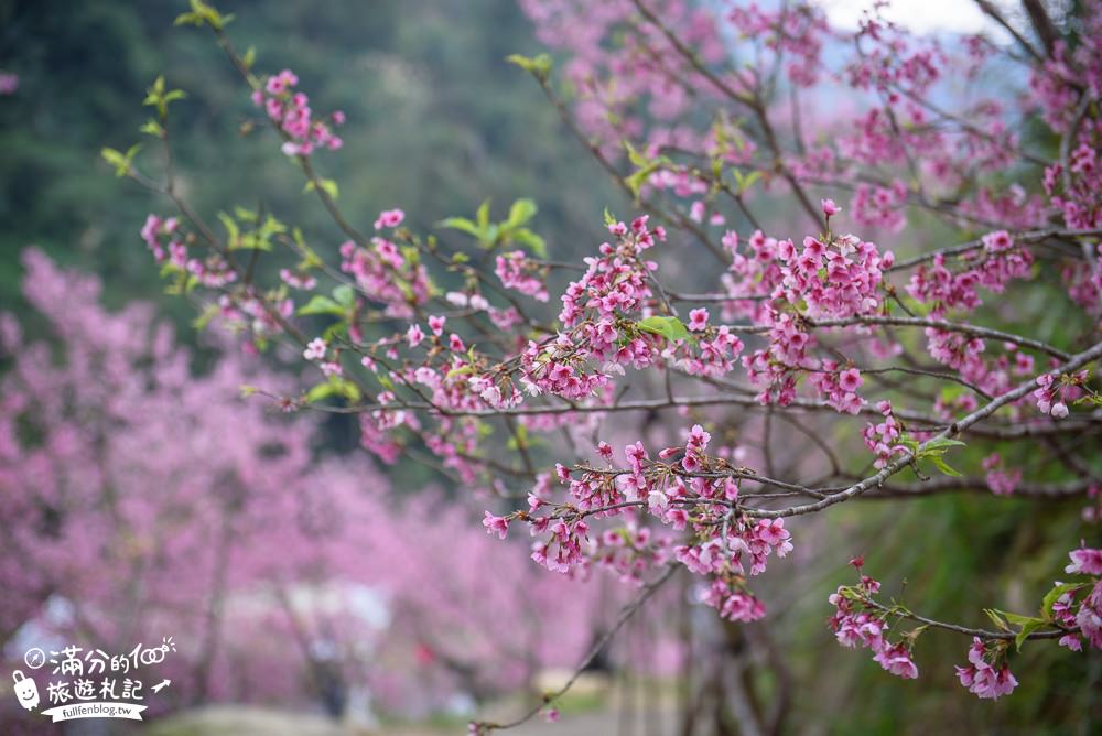 新北櫻花景點|三峽大熊櫻花林|交通方式|900棵三色櫻爆炸滿開~絕美粉紅佳人!