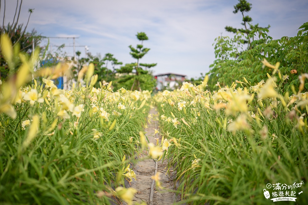 花蓮吉安景點|嘉德花田金針花海(免門票)|情侶約會.季節花季|夢幻金針花.紫薇花豔麗綻放好迷人!