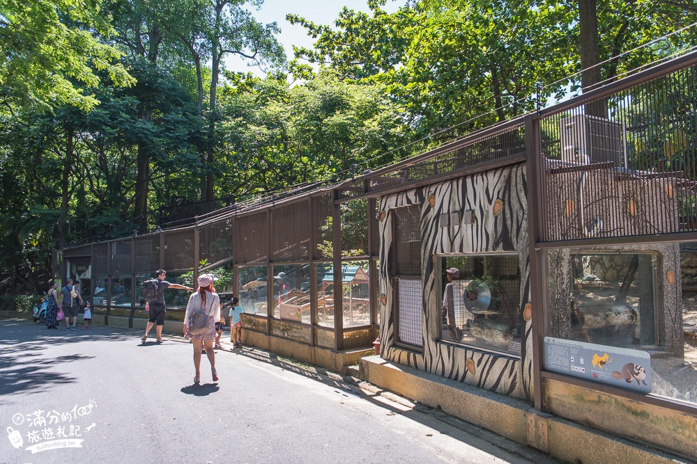 高雄壽山動物園|親子景點.餵小羊.看小鹿.搭小火車|動物明星海盜船~與紅毛猩猩拍美照!