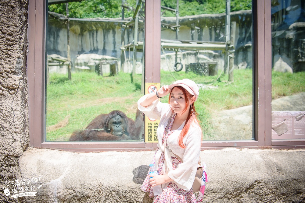 高雄壽山動物園|親子景點.餵小羊.看小鹿.搭小火車|動物明星海盜船~與紅毛猩猩拍美照!
