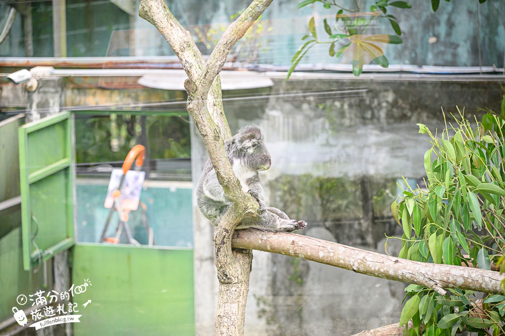 臺北市立動物園【木柵動物園】看貓熊.搭動物列車.走熱帶雨林.拍無尾熊彩繪.吃造型雞蛋糕.搭貓空纜車,跟著動物明星吃喝玩樂!