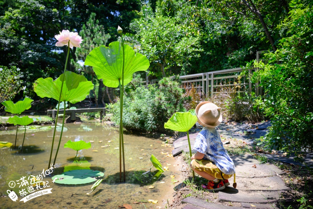 桃園觀音景點【蓮荷園休閒農場】賞蓮花.坐大王蓮.盪鞦韆.搭船遊湖.吃蓮子剉冰,一期一會挑戰輕功水上飄!