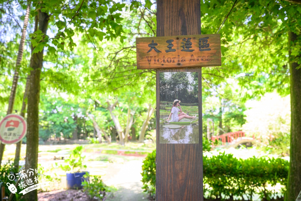 桃園觀音景點【蓮荷園休閒農場】賞蓮花.坐大王蓮.盪鞦韆.搭船遊湖.吃蓮子剉冰,一期一會挑戰輕功水上飄!