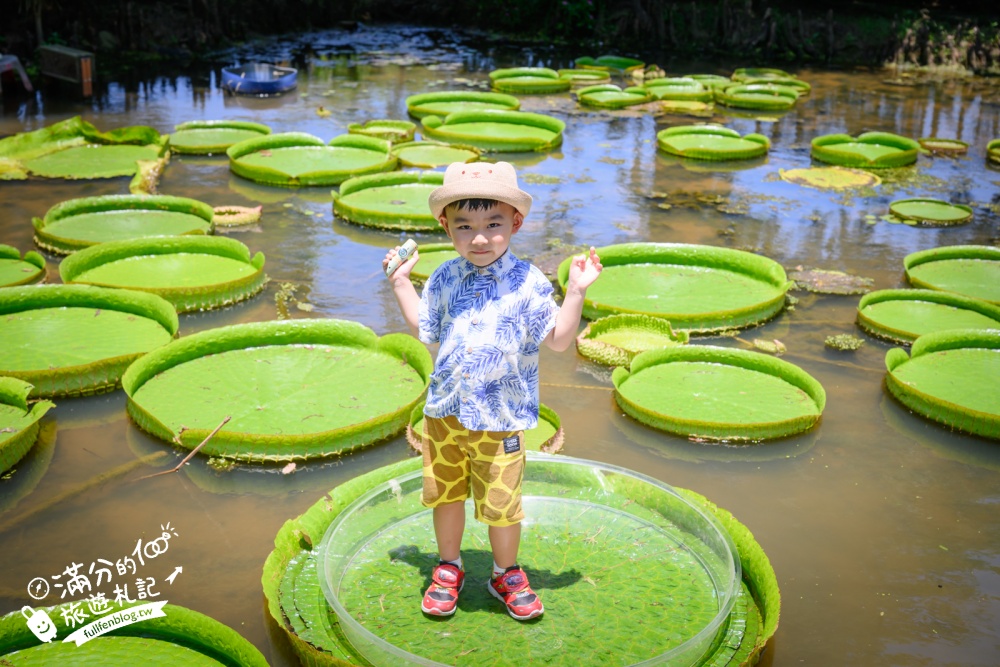 桃園觀音景點【蓮荷園休閒農場】賞蓮花.坐大王蓮.盪鞦韆.搭船遊湖.吃蓮子剉冰,一期一會挑戰輕功水上飄!