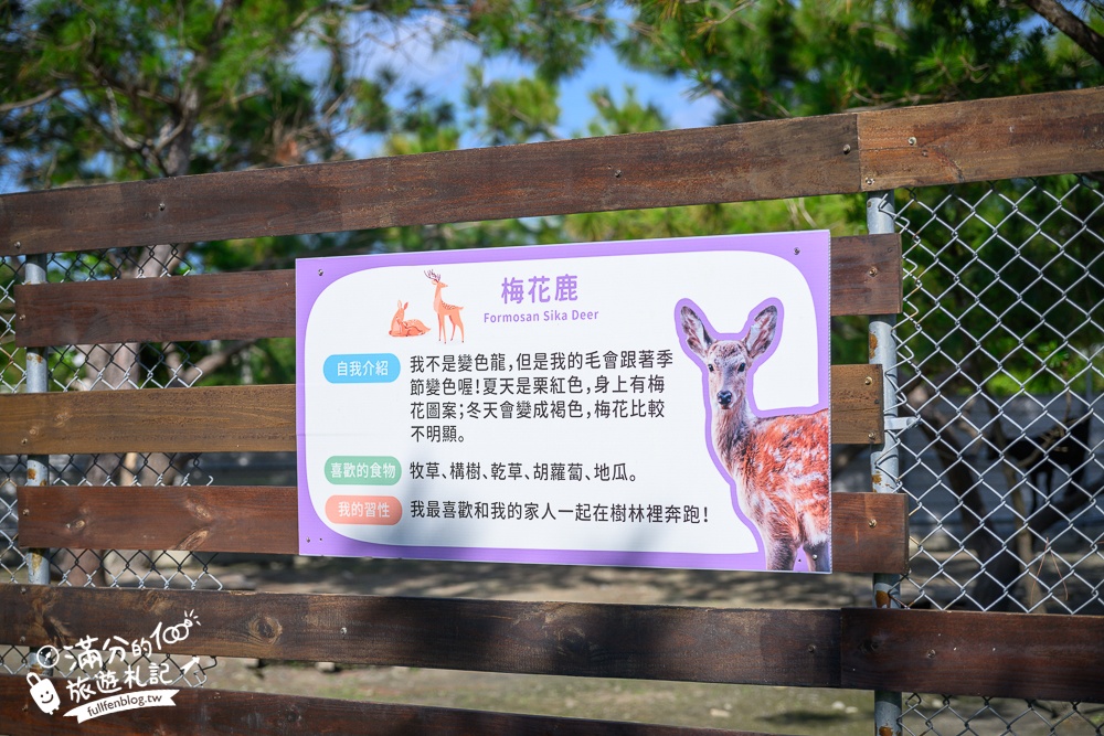 雲林虎尾【澄霖沉香味道森林館】雲林最新兔子神社.能餵兔餵羊和梅花鹿,必拍夢幻湖愛心島!