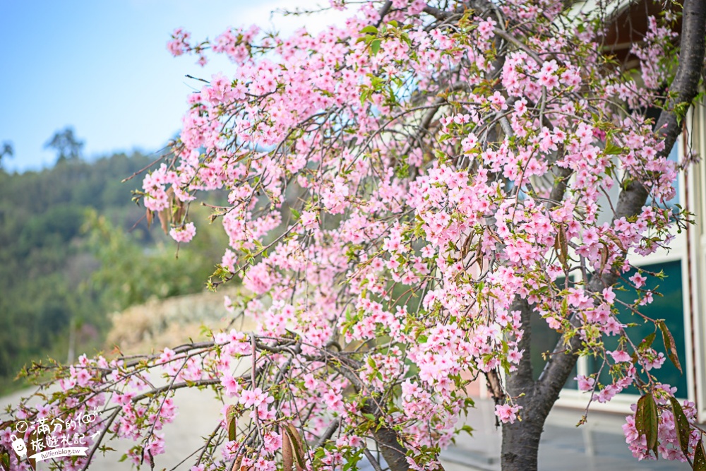 桃園復興景點|山水奇異民宿|景觀餐廳.情侶約會|秒飛紐西蘭哈比村~坐在粉紅鞦韆賞櫻花!