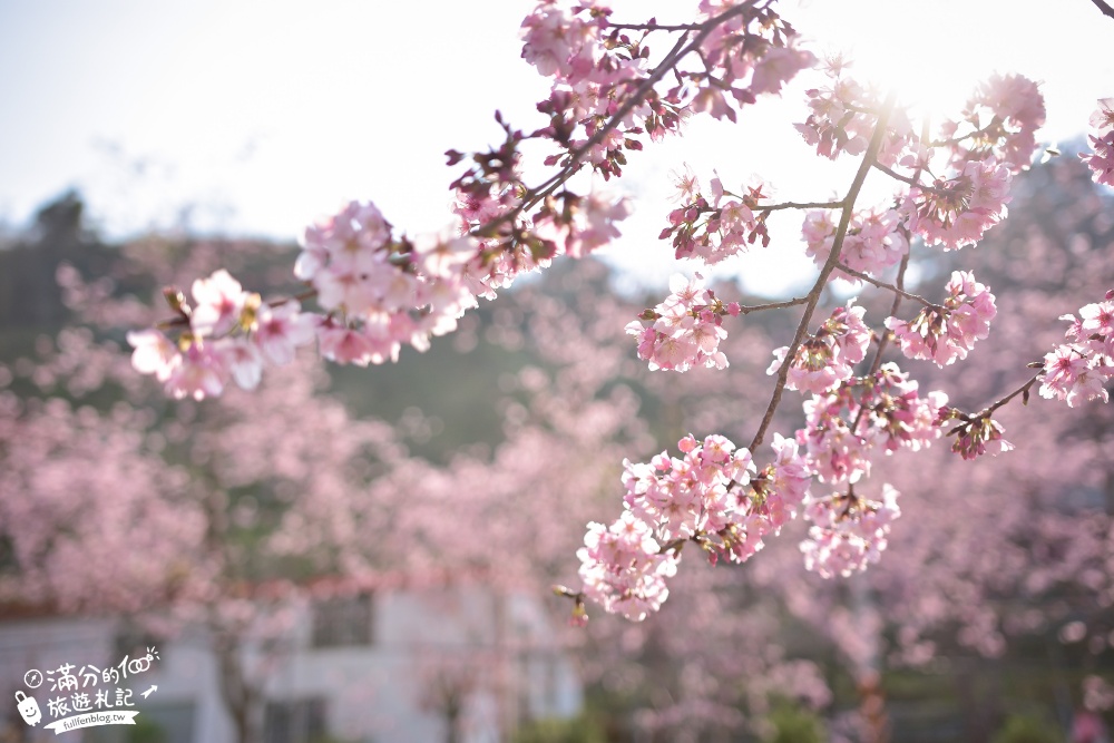 桃園景點|拉拉山恩愛農場櫻花季|富士櫻滿開中.望群山.賞櫻花.野餐|與櫻花近距離接觸~拉拉山最強粉紅秘境!