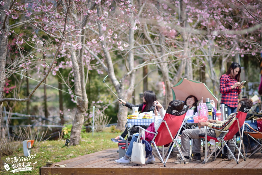 桃園景點|拉拉山恩愛農場櫻花季|富士櫻滿開中.望群山.賞櫻花.野餐|與櫻花近距離接觸~拉拉山最強粉紅秘境!