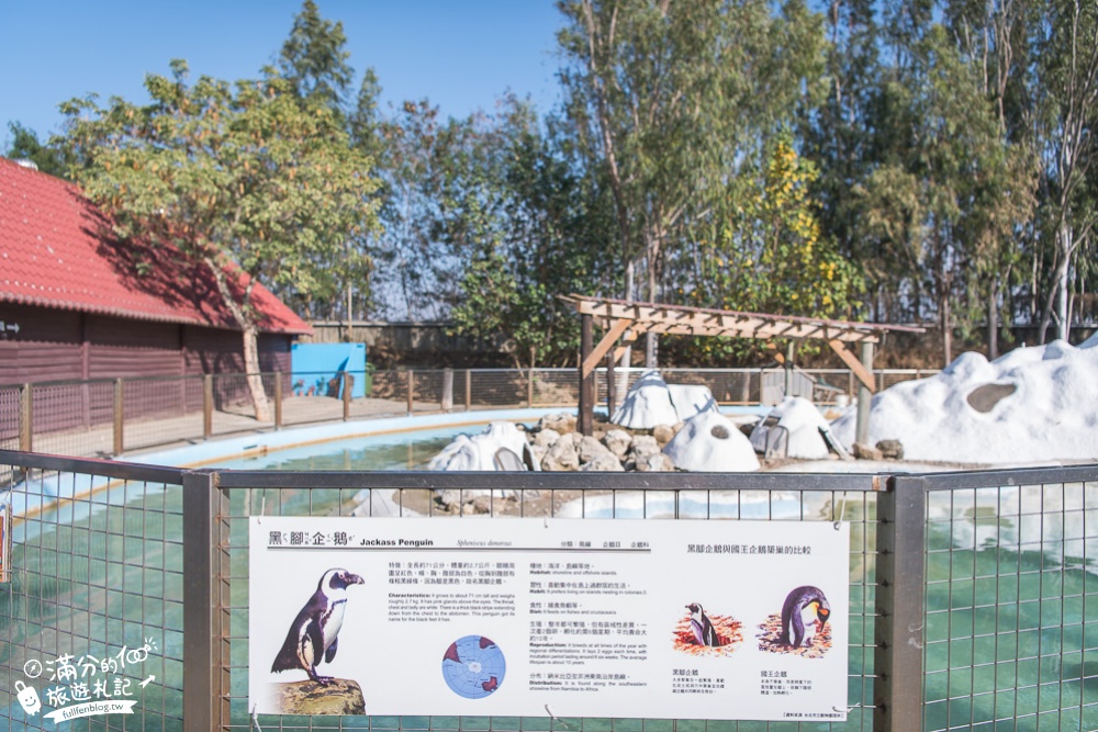 台南景點|頑皮世界.南台灣最大野生動物園|餵水豚君.鸚鵡互動.企鵝跳水.長頸鹿拍照|探索動物、玩樂園雙重滿足!