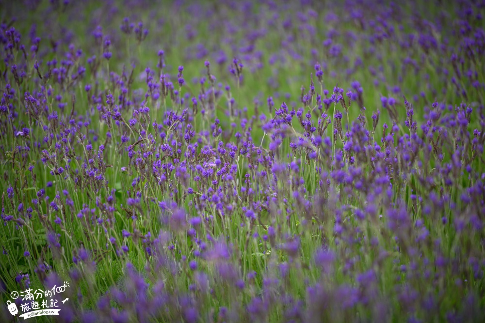 苗栗西湖景點|美滿有機農場|薰衣草秘境.愛心拱門.貓貍公仔|最夢幻的紫色花境~秒飛法國普羅旺斯!