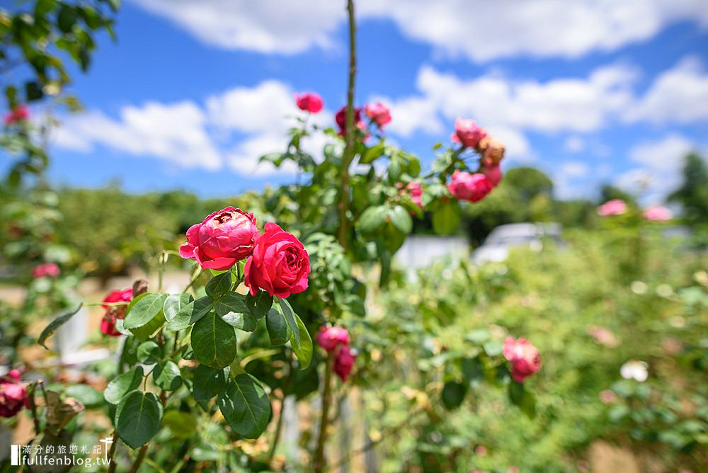 玫瑰花景點懶人包|Top 6大玫瑰花景點推薦|魅力四射~全台最美麗的玫瑰園都在這!
