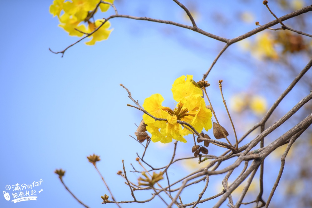 南投景點|菩提蘭園黃花風鈴木|超夢幻金黃色花路~浪漫花語是再回來的幸福!