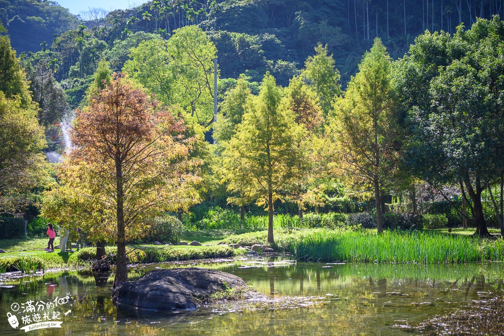 台中景點|太平苗圃落羽松(免門票)松林夢幻湖秘境|比畫還要美~靜謐桃花源森林!