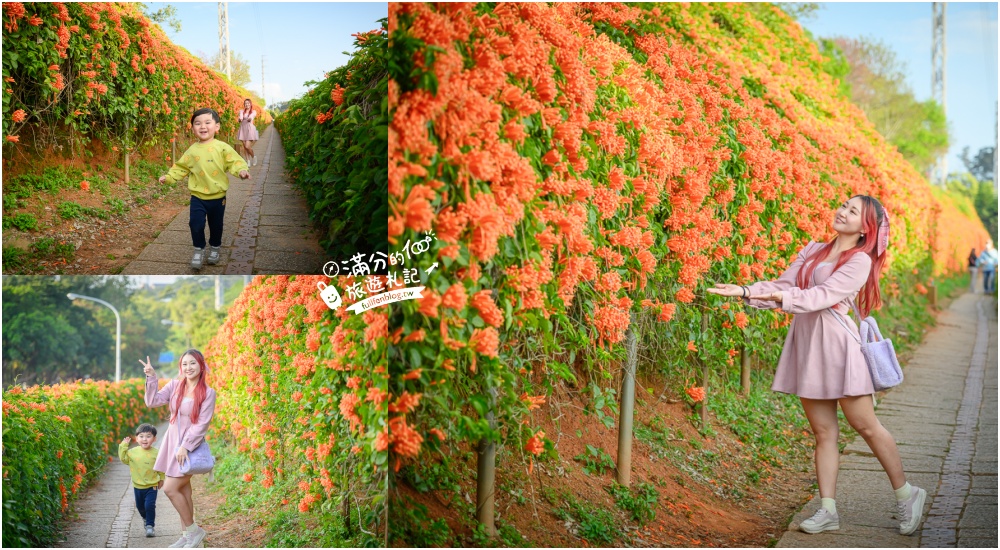 【2025苗栗銅鑼炮仗花海公園】炮仗花瀑布最新花況.銅鑼工業區花海,超亮眼的黃金西北雨~一景兩色賞櫻花! @滿分的旅遊札記