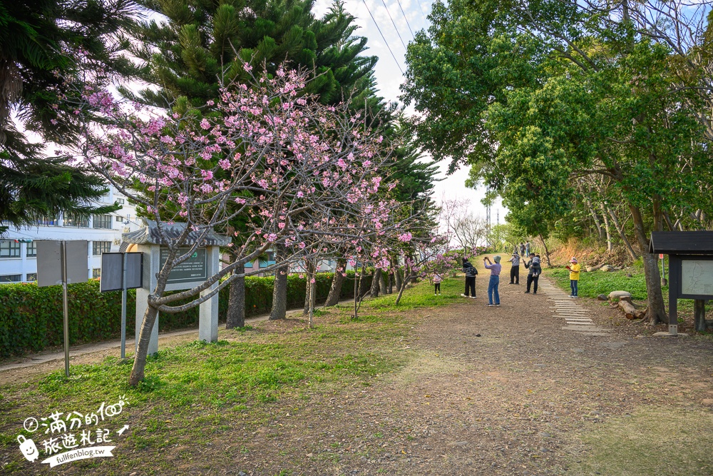 【2025苗栗銅鑼炮仗花海公園】炮仗花瀑布最新花況.銅鑼工業區花海,超亮眼的黃金西北雨~一景兩色賞櫻花!