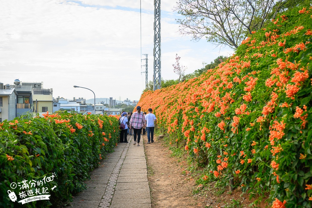 【2025苗栗銅鑼炮仗花海公園】炮仗花瀑布最新花況.銅鑼工業區花海,超亮眼的黃金西北雨~一景兩色賞櫻花!