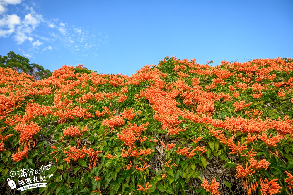 【2025苗栗銅鑼炮仗花海公園】炮仗花瀑布最新花況.銅鑼工業區花海,超亮眼的黃金西北雨~一景兩色賞櫻花!
