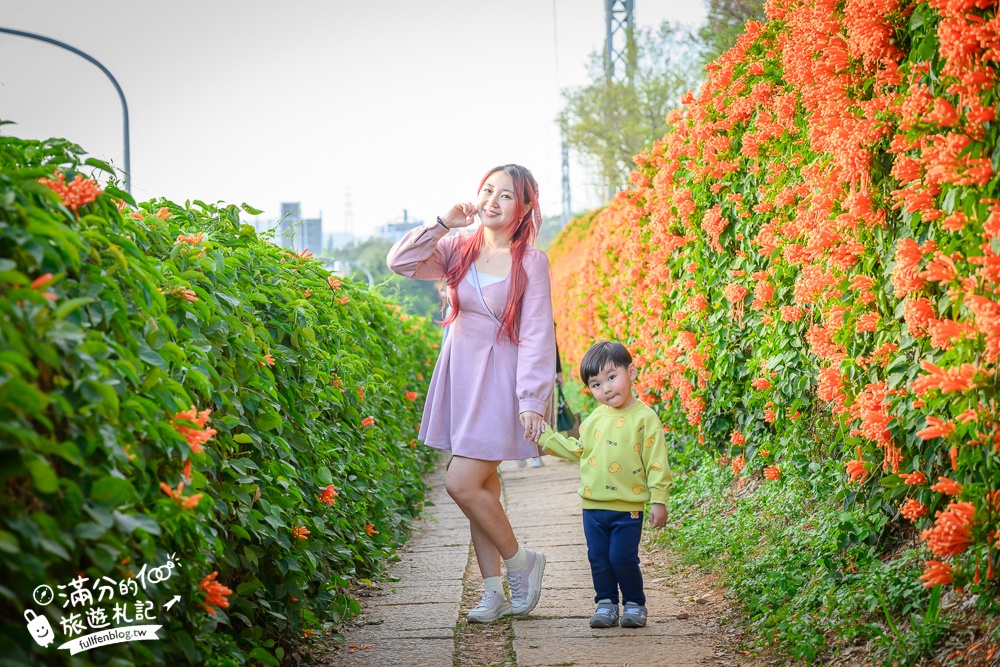 【2025苗栗銅鑼炮仗花海公園】炮仗花瀑布最新花況.銅鑼工業區花海,超亮眼的黃金西北雨~一景兩色賞櫻花!
