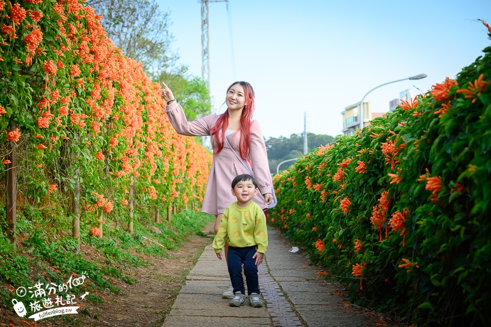 【2025苗栗銅鑼炮仗花海公園】炮仗花瀑布最新花況.銅鑼工業區花海,超亮眼的黃金西北雨~一景兩色賞櫻花!